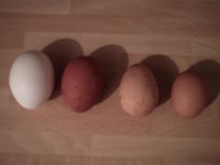 All our Chickens now laying - Late Autum 2009.jpg