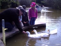 feed ducks.jpg