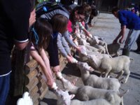 Sheep feeding.jpg