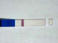 May 12 dpo +.jpg