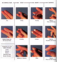 5-types-of-cervical-mucus.jpg