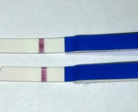 C14 8dpo.jpg