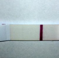 SD C14 8dpo.jpg