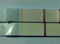 C14 8&9dpo SD.jpg