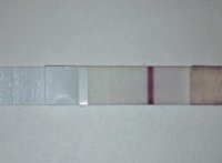 C14 9dpo SD pm.jpg