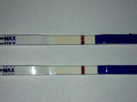 C14 12dpo 1&4mu CH.jpg