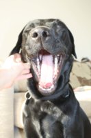 dex6.jpg