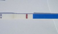 bluehptdried.jpg