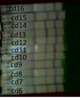 opk_aug.png