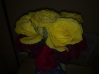 My Roses.jpg