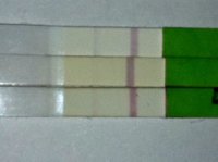 C15 4dpo OPKs close.jpg