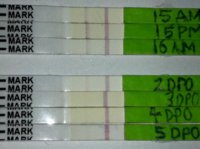 C15 OPKs 5dpo.jpg