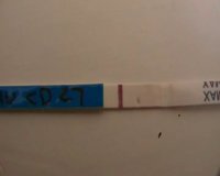 cd27,11dpo.jpg