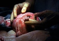 Baby Hand....jpg