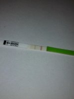 C16 13dpo OPK.jpg