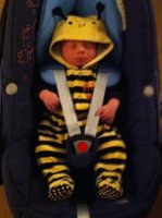 bee.jpg