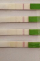 wed opk.jpg