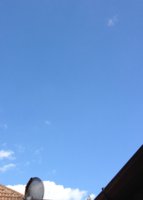 sunny.jpg