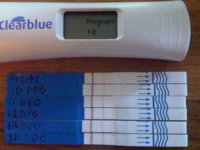 16dpo.jpg