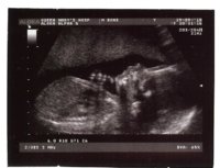 Baby Bee.jpg