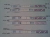opk2.jpg