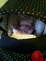 ImageUploadedByTapatalk1357685450.341558.jpg