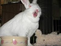 Shocked rabbit.jpg