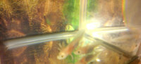 axolotls.jpg