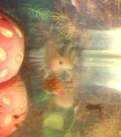 axolotls2.jpg