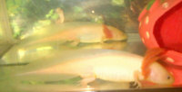 kano%20and%20taylor2.jpg