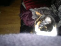 Pic-Cat-20110416.jpg