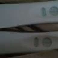 Fertile_Bull