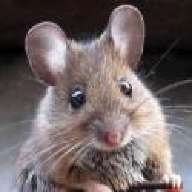 mouseproud