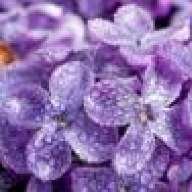 Lilac14