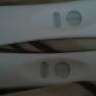 Fertile_Bull