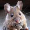 mouseproud